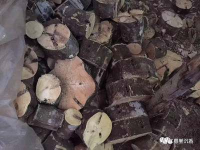 【科普知識(shí)】沉香樹由種子到沉香的全過程|粵豐沉香