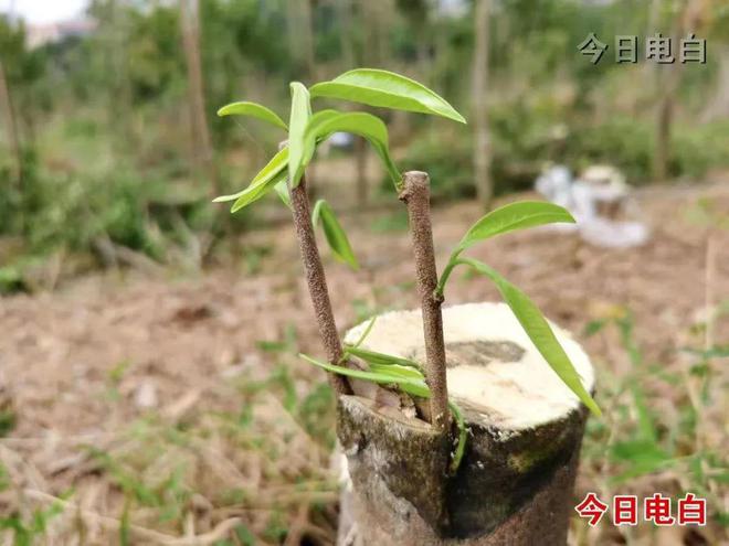 電白打造“三院一站兩中心”六大平臺(tái)賦能 沉香產(chǎn)業(yè)邁向百億級(jí)